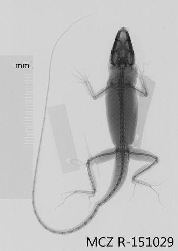 Media type: image;   Herpetology R-151029 Aspect: dorsoventral x-ray